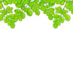Leaf green background