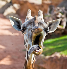 yawning giraffe