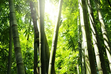Gordijnen Bamboo forest © WONG SZE FEI