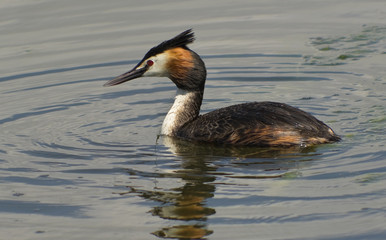 Somormujo lavanco.Podiceps cristatus