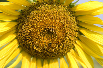 View  sunflower  travel  in  thailand of  asia