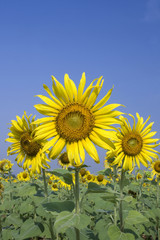 Obraz premium View sunflower travel in thailand of asia