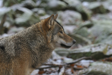 Wolf in a zoological park