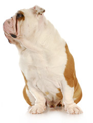 cute bulldog