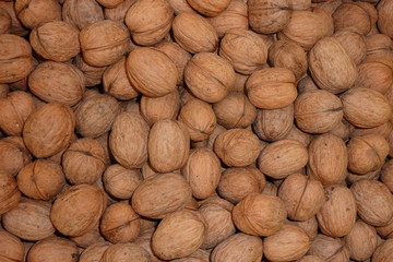 frische Walnüsse