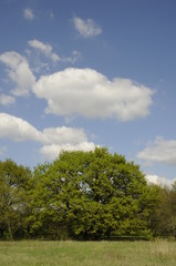 Obraz premium Wiese mit Bäumen