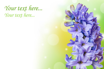 Fototapeta na wymiar spring card with hyacinth and empty space for your text