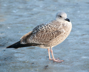 young seagull standing on frozen pond