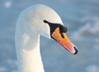Obraz premium swan profile with ice background
