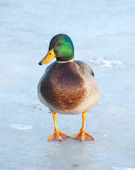 mallard adult duck on frozen lake