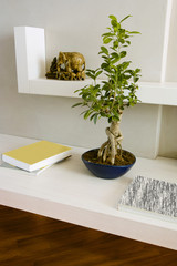 ficus benjamina bonsai sugli scaffali bianchi