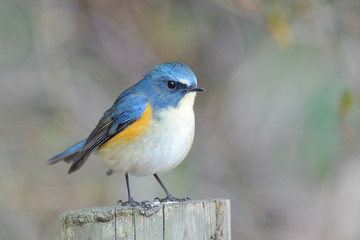お立ち台のルリビタキ