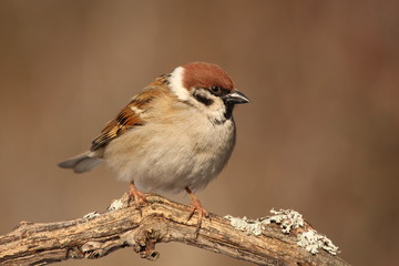 Tree sparrow