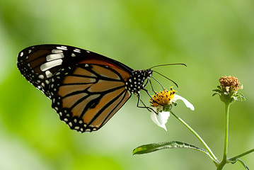 butterfly on the leaf for background use