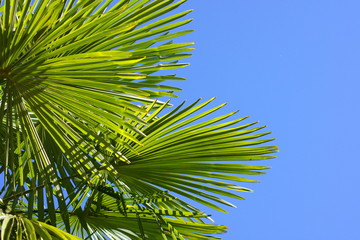 Palmenfächer