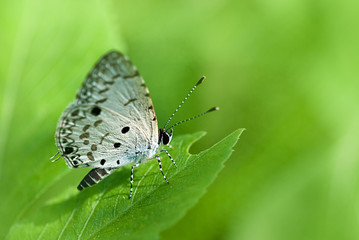 butterfly on the leaf for background use