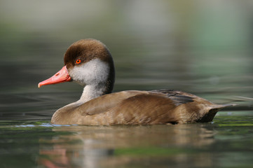 Red-crested Pochard, Fistione turco, Netta rufina