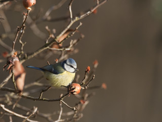 Cyanistes caeruleus - Mésange bleue - Blue Tit