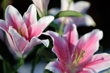 Pink lily