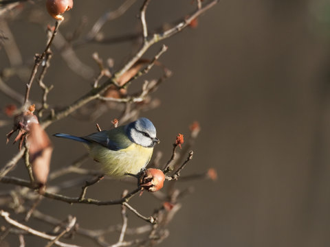 Cyanistes caeruleus - M&eacute;sange bleue - Blue Tit