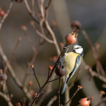 Cyanistes caeruleus - M&eacute;sange bleue - Blue Tit
