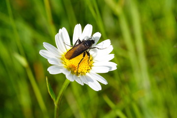 Wiesenblume mit Insekt