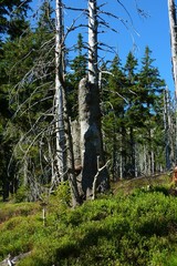 Fototapeta premium Riesengebirge
