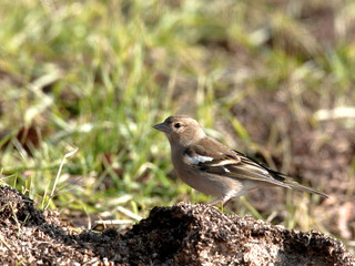 Fringilla coelebs - Pinson des arbres (f) - Common Chaffinch (f)