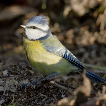 Cyanistes caeruleus - M&eacute;sange bleue - Blue Tit