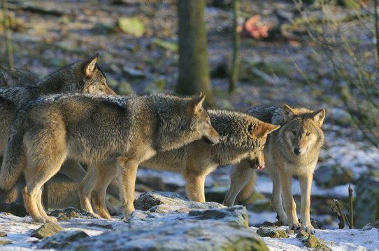 Fototapeta Wolfs in a zoological park