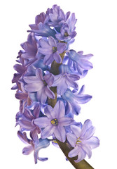 hyacinth isolated