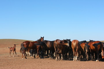 Horse herd grazing on the steppe red clay hills