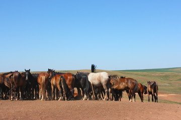 Fototapeta premium Horse herd grazing on the steppe red clay hills