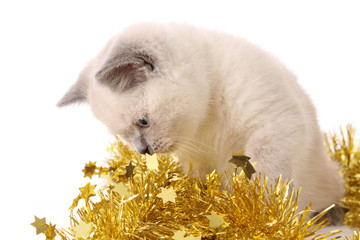 kitten with a New Year's garland.