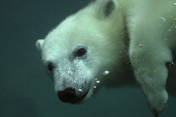 ourson blanc © Nours