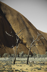 arboles secos en naranja