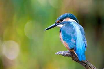 Kingfisher - Alcedo atthis