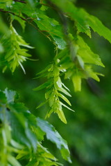 Carpinus betulus | Hainbuche | Common Hornbeam