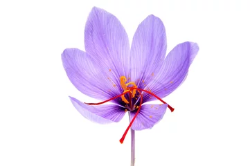 Poster saffron flower © nito