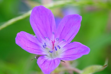 Fototapeta premium Blüte (Storchschnabel)