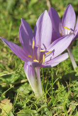 Herbst-Zeitlose ,Colchicum autumnale, Zeitlosengewächse