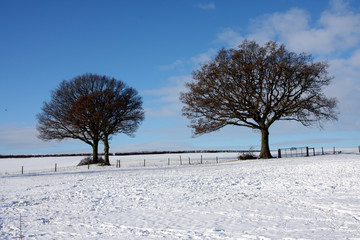 Trees in winter snow
