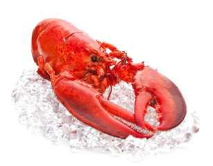 lobster  on Ice isolated on a white background