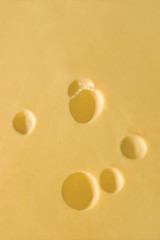 Swiss cheese background, macro closeup