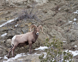 Bighorn Sheep Ram
