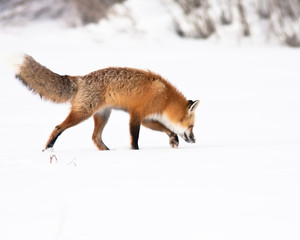 Red Fox