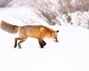 Red Fox