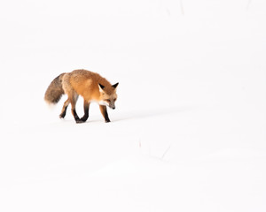 Red Fox