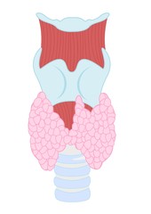 Thyroid gland