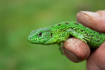 green lizard